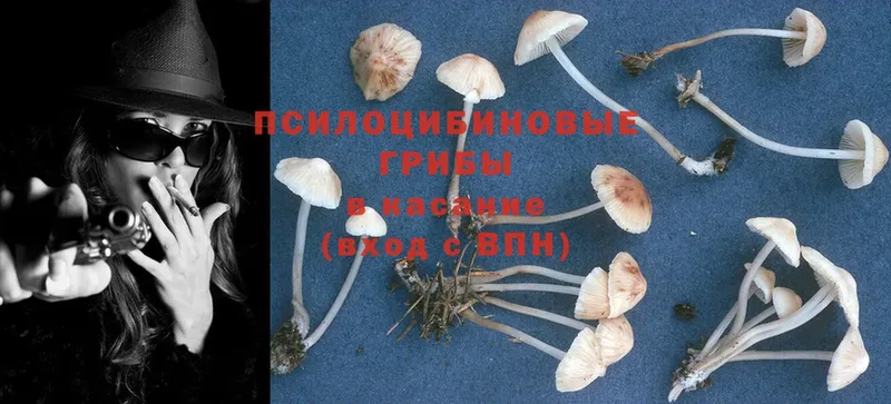 Псилоцибиновые грибы Psilocybe  Кандалакша 